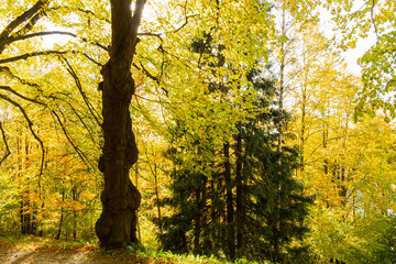 Beautiful morning scene in the forest with sun rays and long shadows