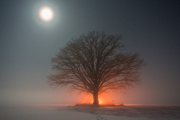 fire tree at cold winter night