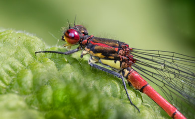 dragonfly on leaf