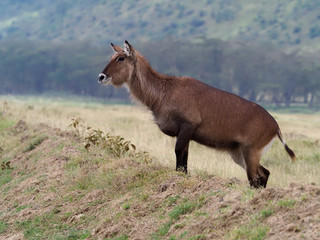 Waterbuck, Kobus ellipsipymaus