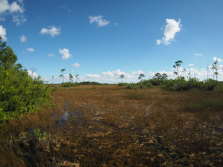 Obraz premium Everglades in Florida