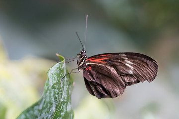 butterfly on leaf