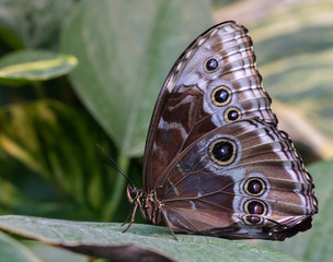 butterfly on leaf