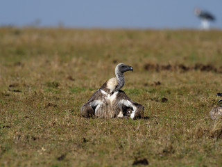 White-backed vulture, Gyps africanus