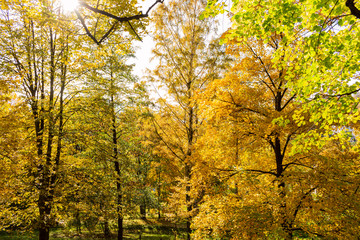 Autumn forest trees. Nature green wood sunlight backgrounds.