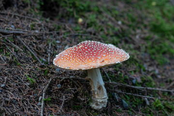 Fly agaric in the Bavarian Forest