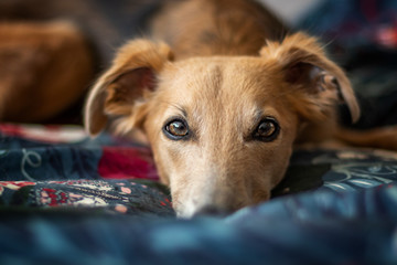 Windhundportrait