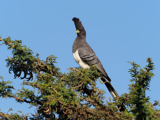 White-bellied go-away-bird, Corythaixoides leucogaster