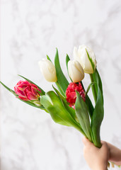 Bouquet of white and pink tulips in the hands of a child on a light background. Mothers Day