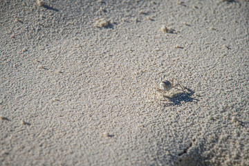 Fototapeta na wymiar Little crab on white sand in Maldives islands.