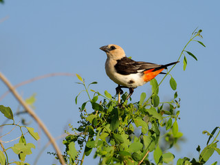 White-headed buffalo-weaver, Dinemellia dinemelli,