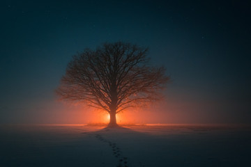 Fototapeta na wymiar fire tree at cold winter night