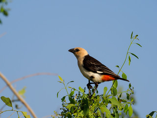 White-headed buffalo-weaver, Dinemellia dinemelli,