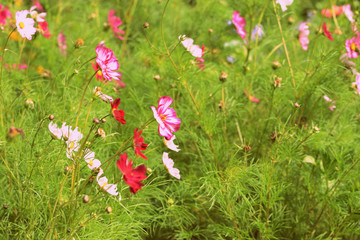Cosmos flowers in the summer garden on a sunny day close-up. Retro style toned