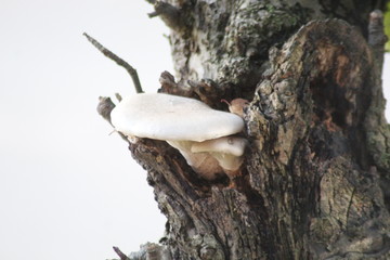 fungus on tree