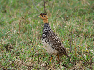 Yellow-necked spurfowl, Pternistis leucoscepus
