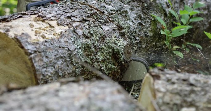 Chain saw blade rip cutting through tree trunk in forest - close up on end of chain saw - slow motion