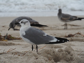 Möwen am Strand