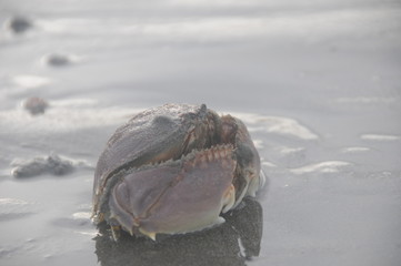 crab on the beach