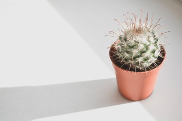 Cactus or potted cactus which is house plant in small plastic pot on white background isolated.
