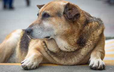 Homeless and hungry dog abandoned on the streets