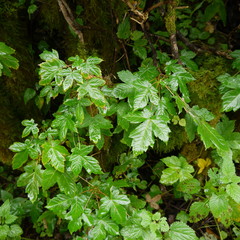 Im Wald