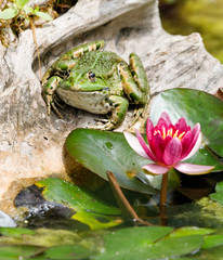frog in pond