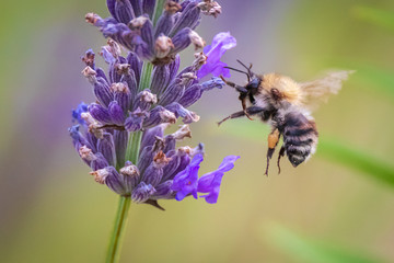 Bumble bee flying towards violet blossom