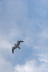 Gabbiano