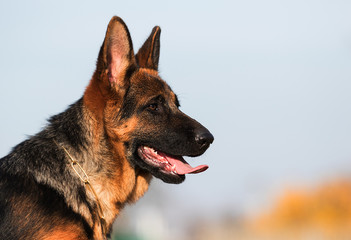 German shepherd puppy in the grass