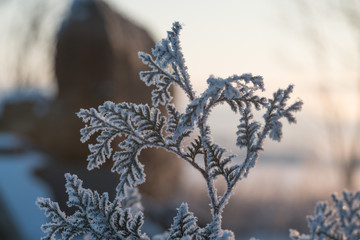 Naklejka premium frozen branches