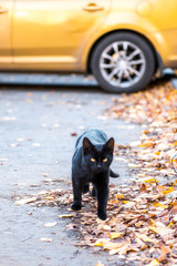 black cat on a background of yellow autumn leaves