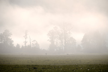 misty morning on the farm