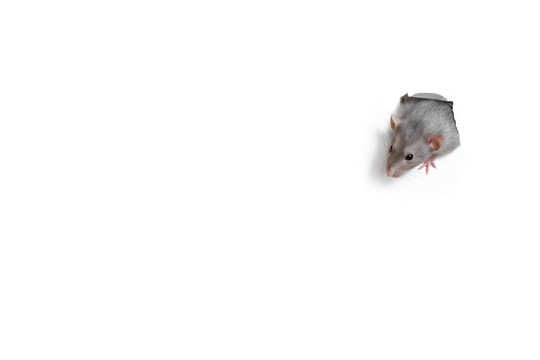 Lovely pet. A cute funny rat dambo looks out of a heart-shaped hole in white paper. The rat is a symbol of the 2020 foot.