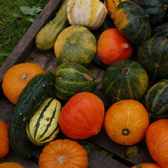 Kürbisse