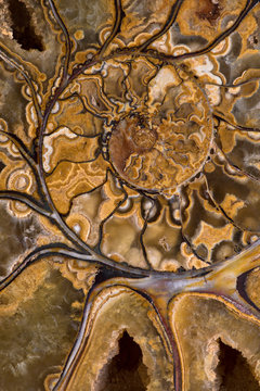 Cross-section of a fossil ammonite (Phylloceratida or Ptychophylloceras) showing the intricate details and patterns formed by the crystallization and replacement process through geologic time.
