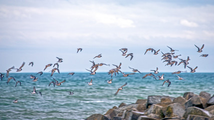 flying sea birds seagull and beachs in France