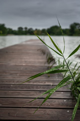 grass on wooden background