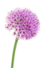 the flower of wild garlic isolated on white background.