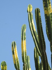 Close up of cactus in shades of green and yellow on a sunny springtime day with blue sky in the background.