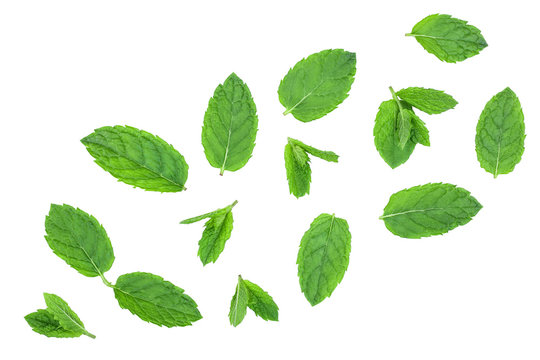 fresh green mint leaves isolated on white background, top view. Flat lay