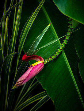 Tropical Hibiscus Flower