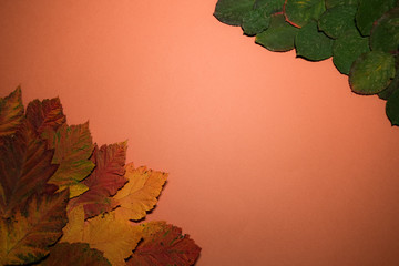 Autumn composition with leaves on coral background. Flat lay