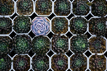 Fresh different rosette succulent plant for sale