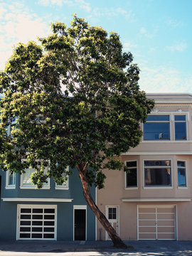 Two colorful apartments in San Francisco, separated by a crooked tree