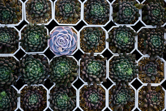 Fresh different rosette succulent plant for sale