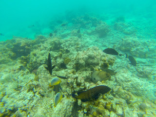 Naklejka na ściany i meble Moray eel (Muraenidae) underwater at maldives