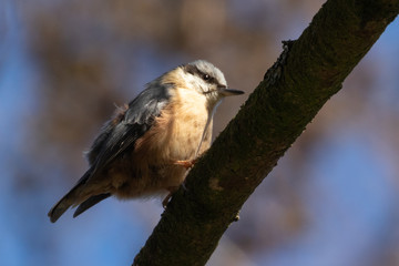 Portrait of a nuthatch (sitta europaea) perched on a branch