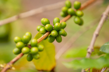 Close-Up Of Fresh Coffee Fruits Growing In Farm