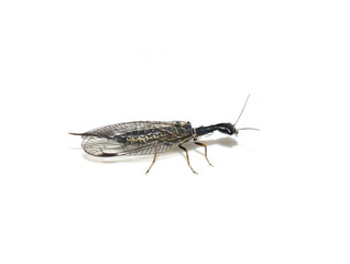 The snakefly Phaeostigma notata female isolated on white background